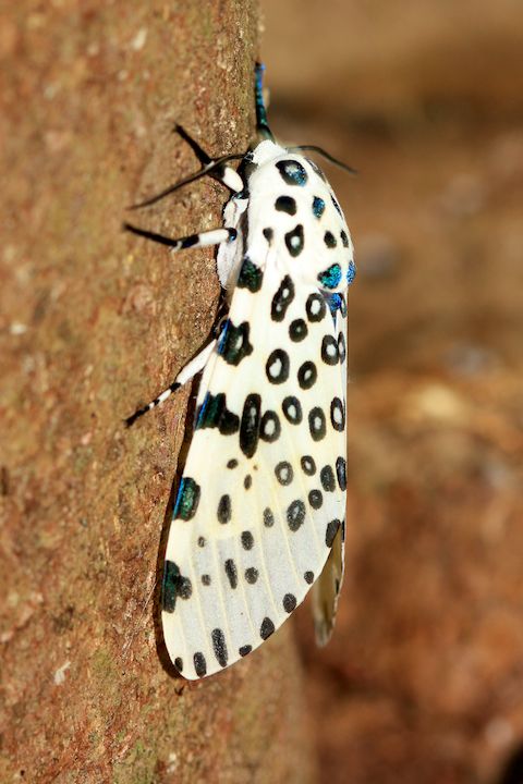 Giant-Leopard-Moth-2011-06-27-at-14-09-49