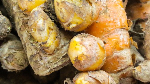Turmeric_Roots