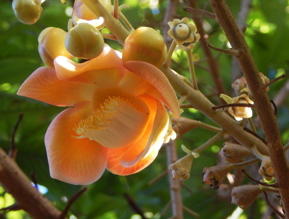Cannonball tree fruit and bloom