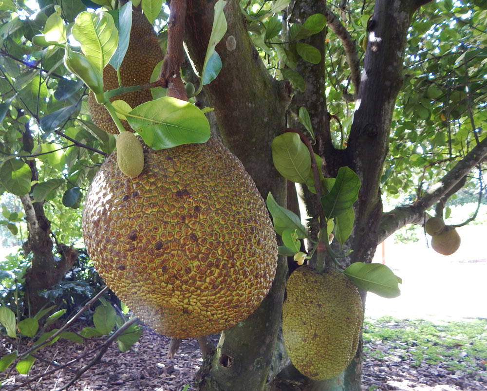 Jackfruit photographed while visiting the fruit and spice park