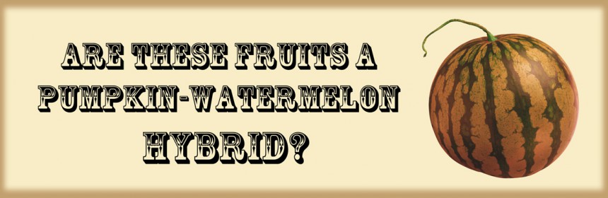 Pumpkin_Watermelon_Hybrid