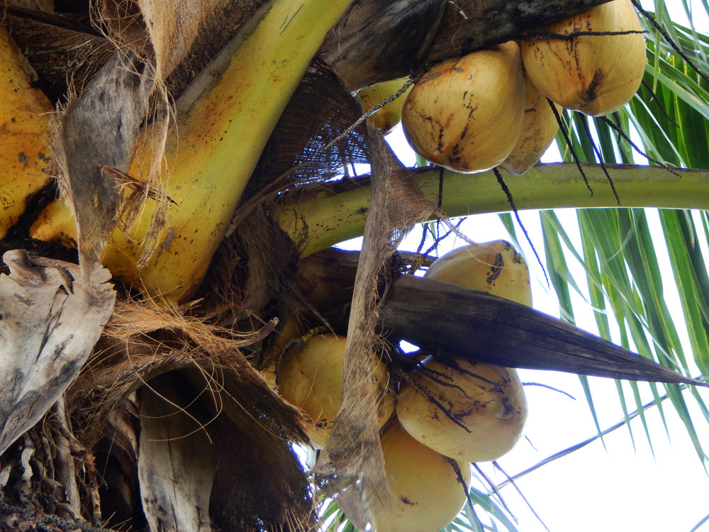Growing coconuts outside the tropics - is it possible?