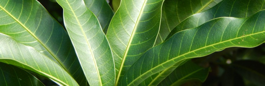 South_FL_Food_Forest_Mango