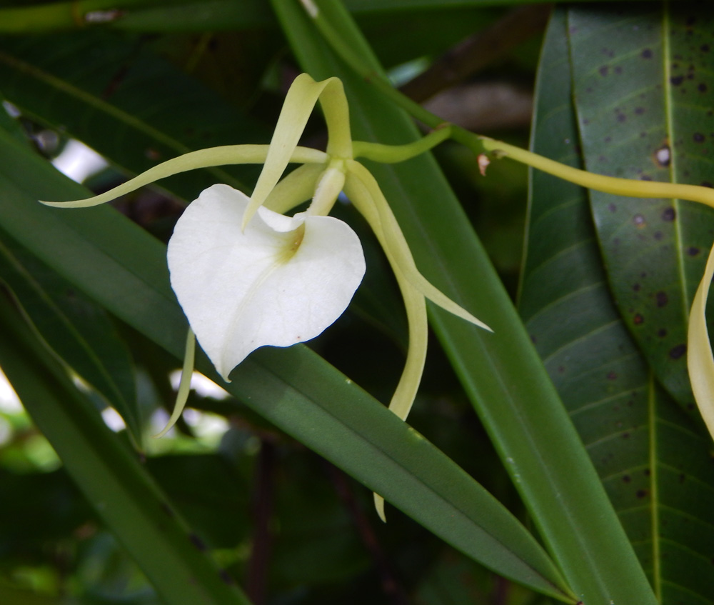 South_FL_Food_Forest_Orchid