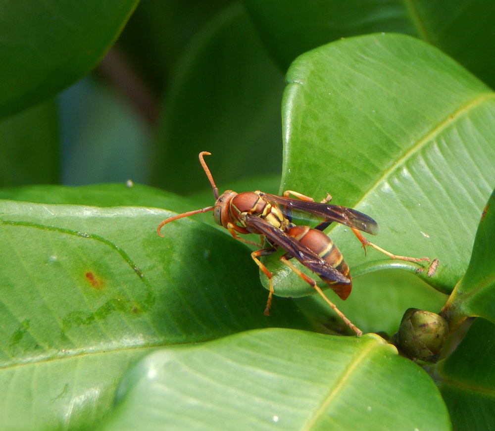 South_FL_Food_Forest_wasp