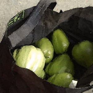 harvesting before frost saves chayote
