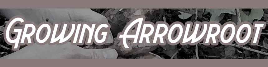 Growing Arrowroot title image