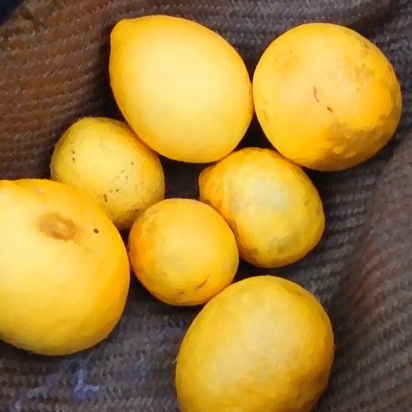 growing key limequats