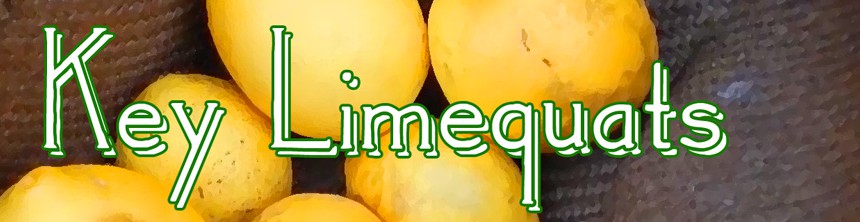 Key_Limequats_Title