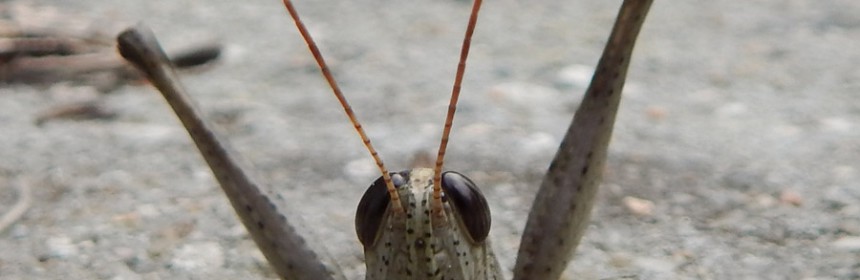 Cute_Little_Grasshopper