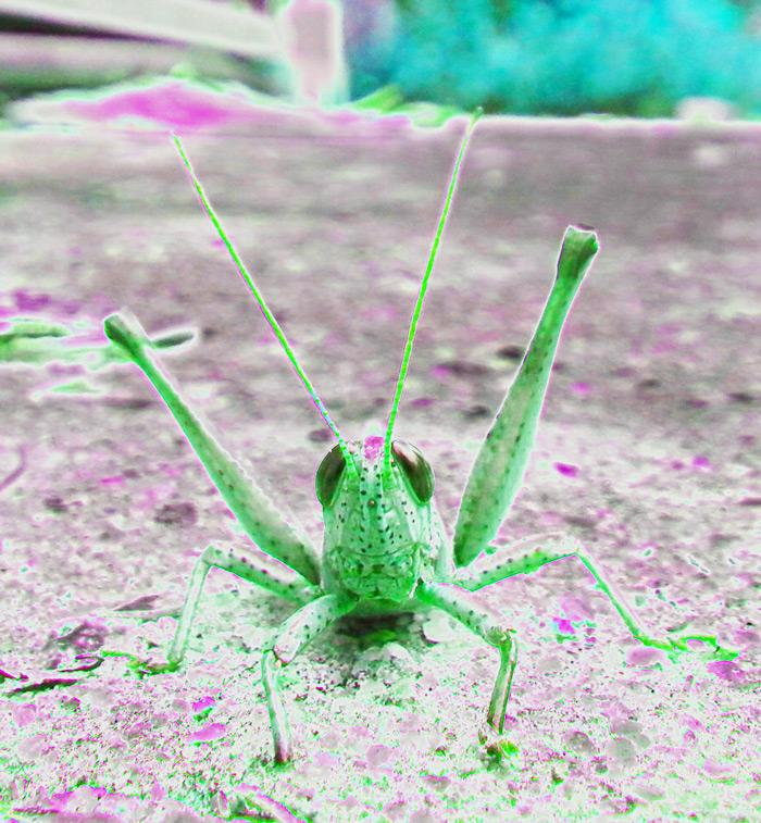 Cute_Little_Grasshopper_Radiation_web