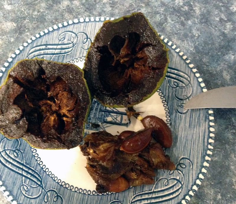 black sapote from seed