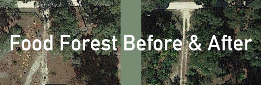 Food_Forest_Before_And_After_Prev