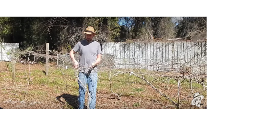 pruning_hi_res