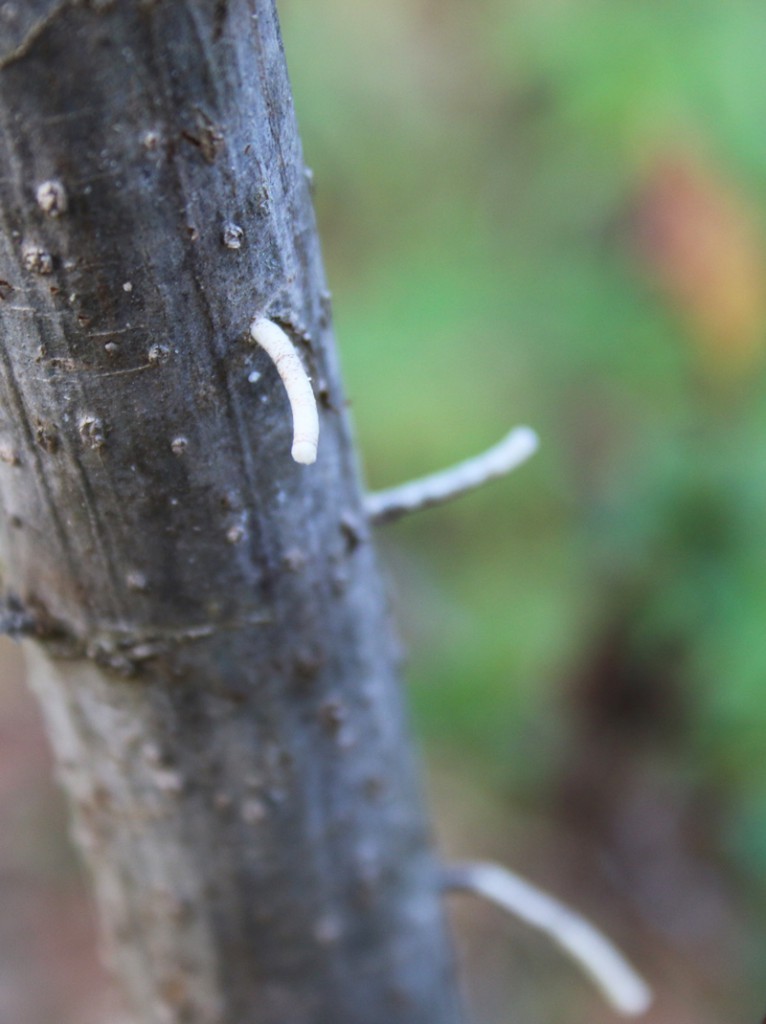 ambrosia beetles frass