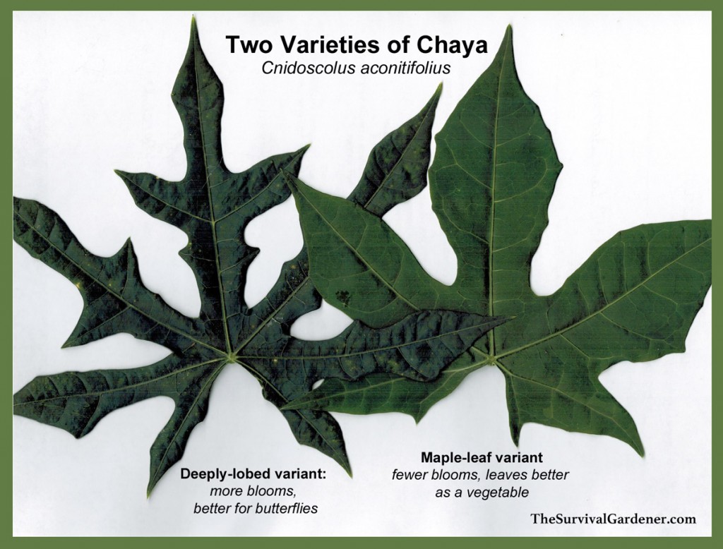 Tree Spinach Rooted Chaya Plant Chaya