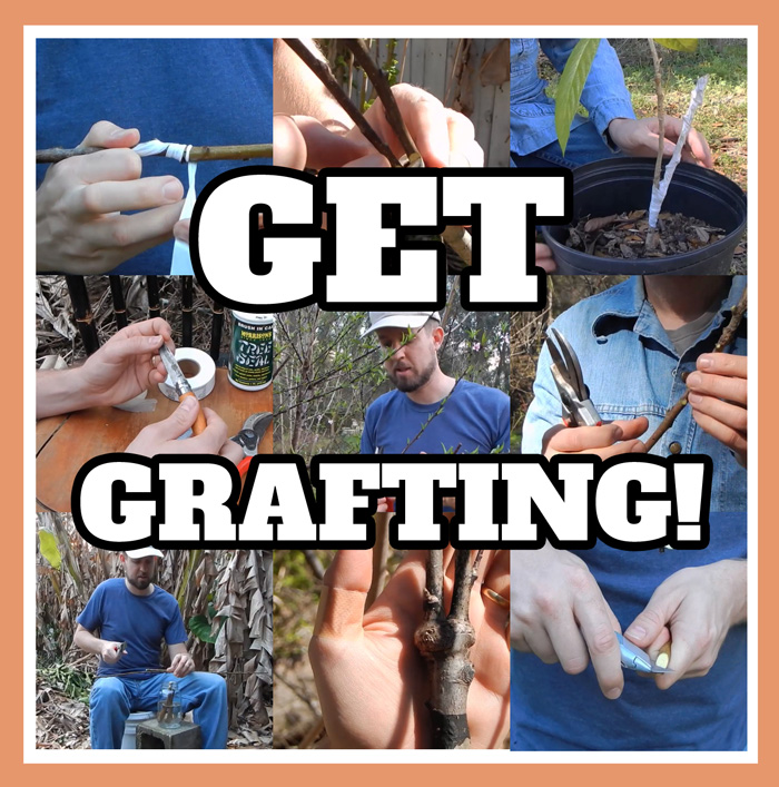 Get_Grafting_Preview
