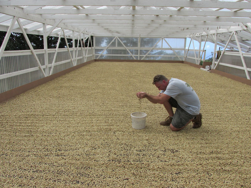 How_To_Grow_Coffee_Gary_Strawn_Parchment_stage