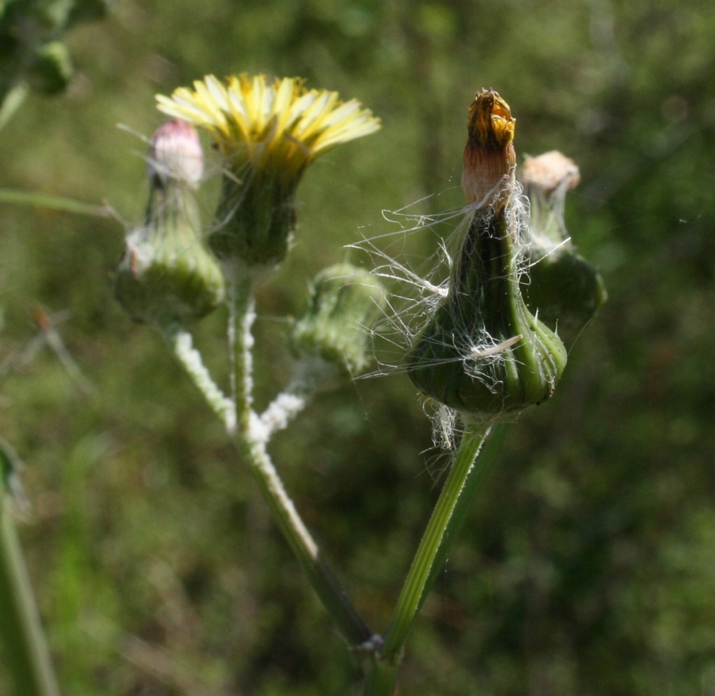 Thistle_Blooms_3