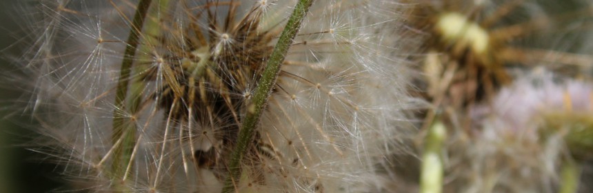 Weed_Bouquet_3