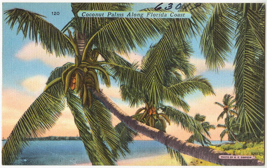 Coconut_Palms_Postcard