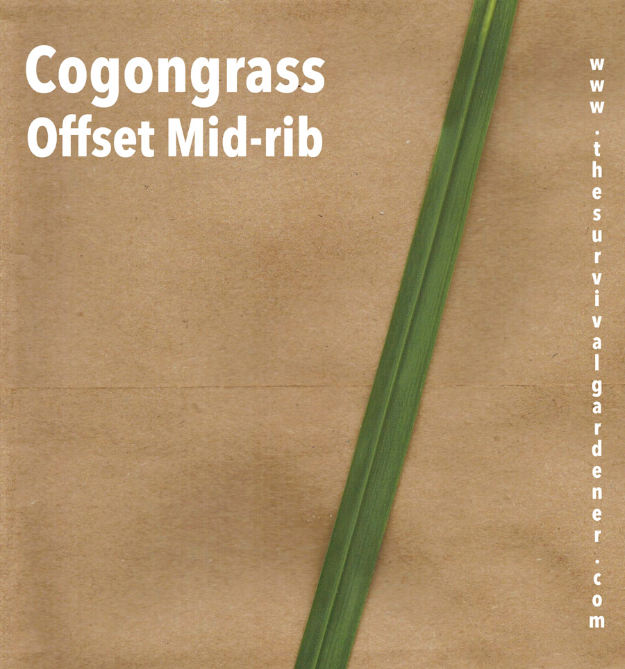 how to identify cogongrass offset midrib