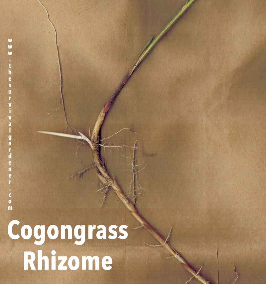 Cogongrass_Rhizome_Worst_Invasive_Species