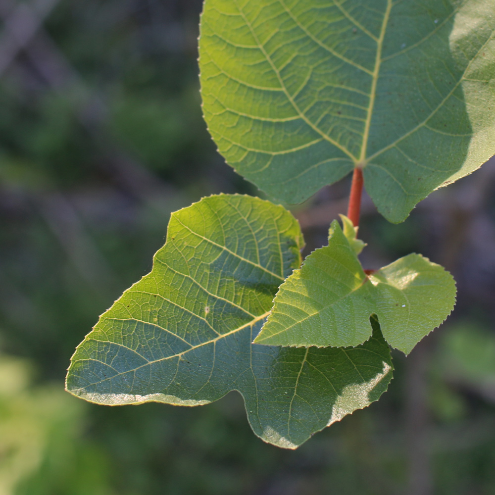 Ficus_Palmata_Leaves