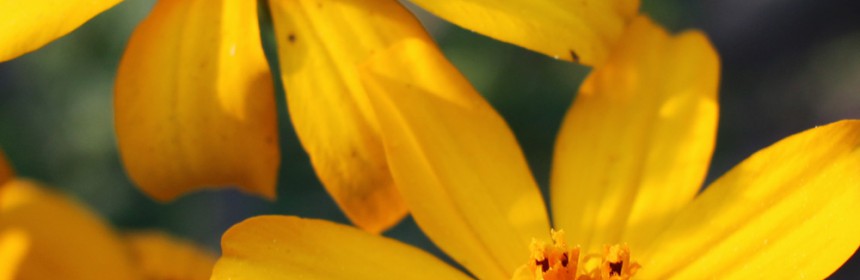 Perennial_Marigolds_3