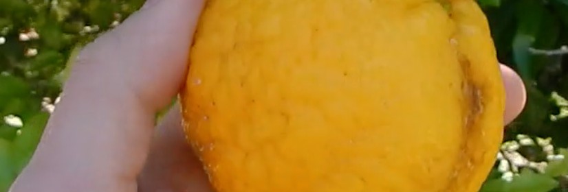 Seed-Grown_Lemon_Fruit