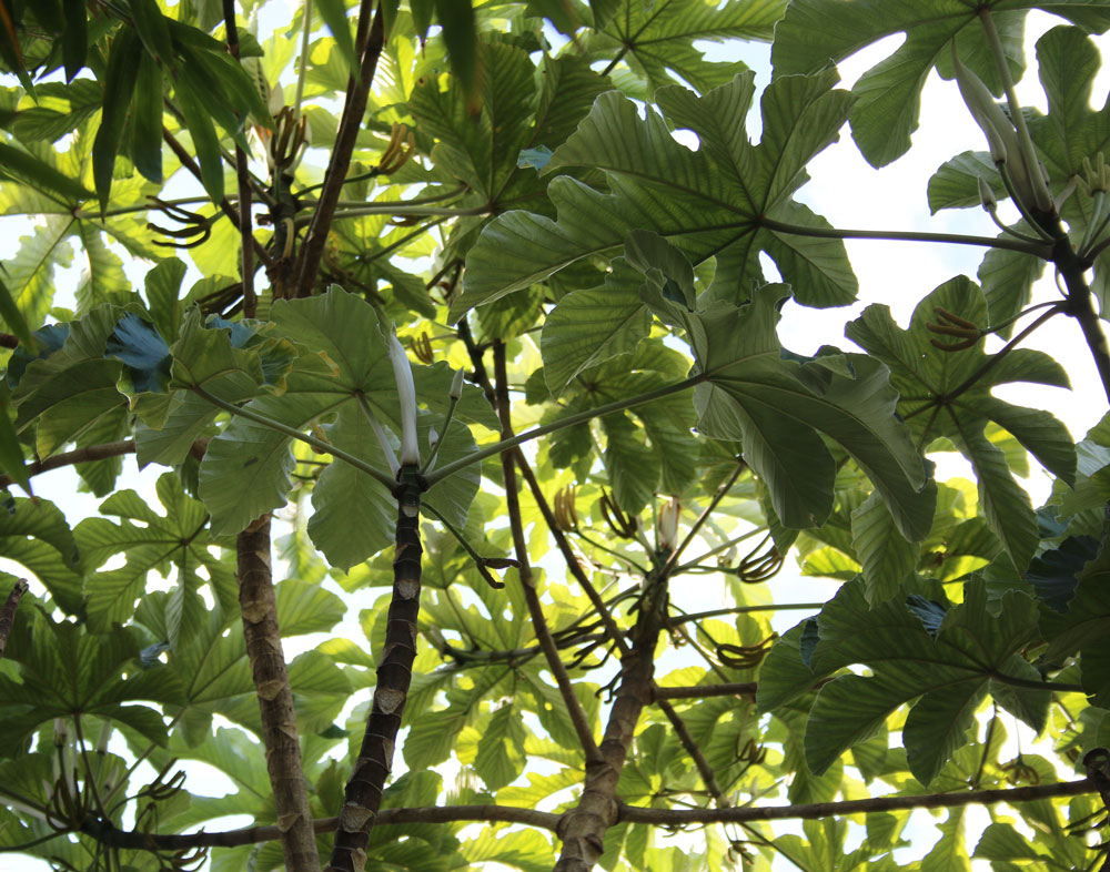 Cecropia tree canopy