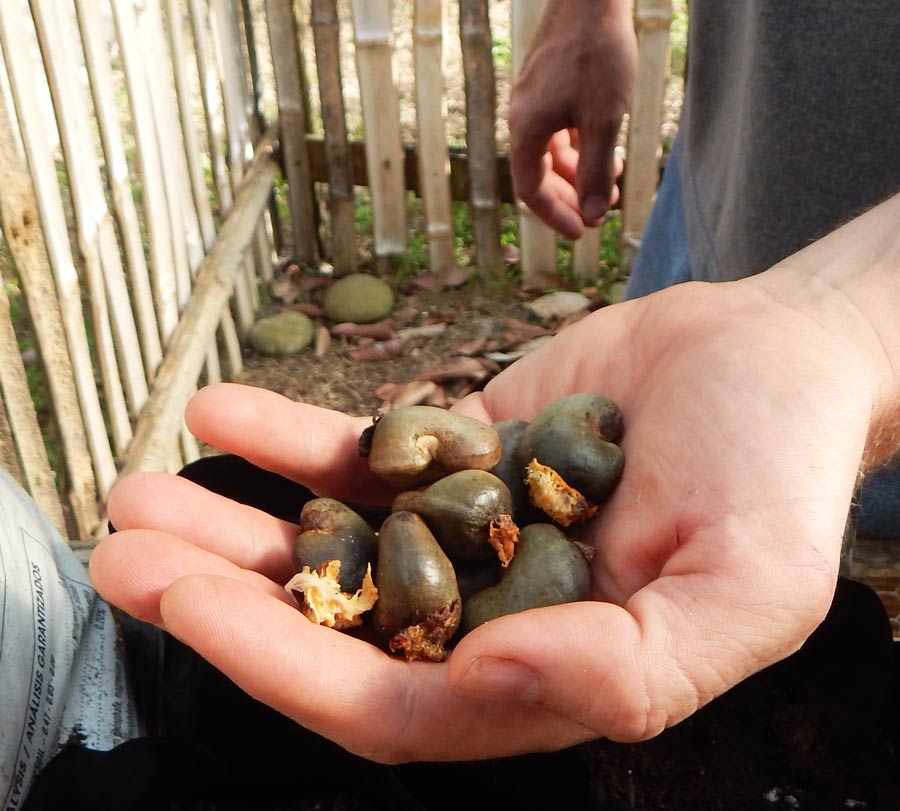germinating cashew nuts