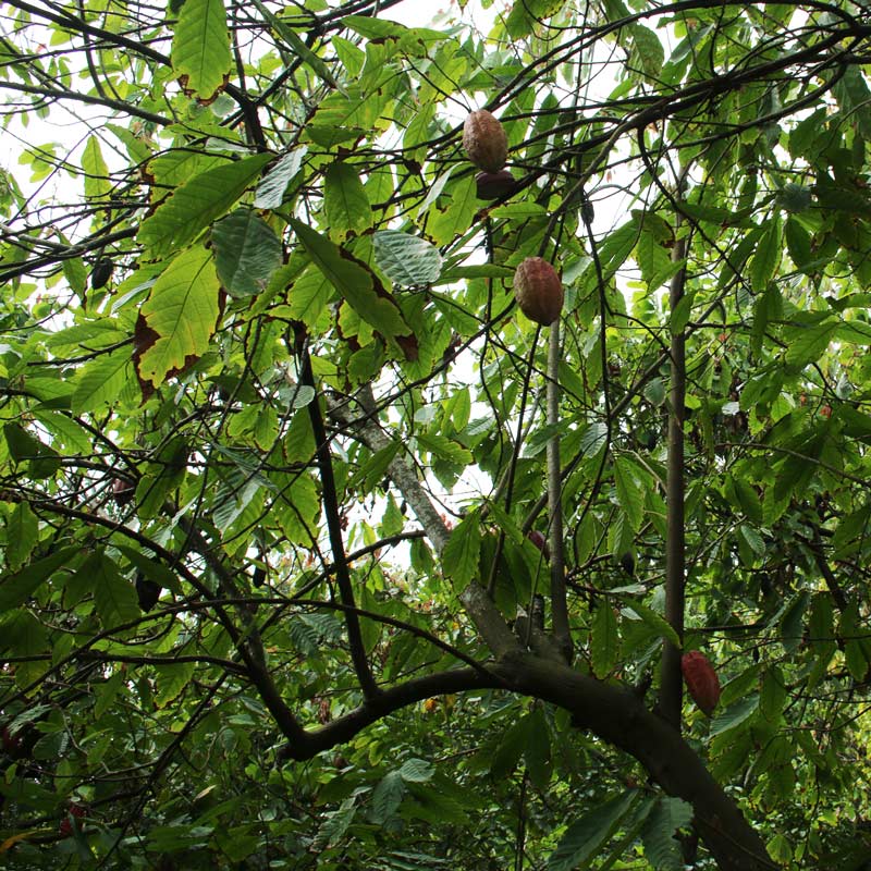 Cocoa_Pods_On_Cocoa_Trees
