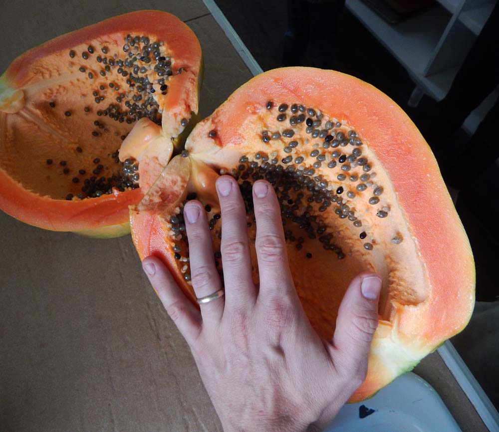 record winning biggest papaya fruit