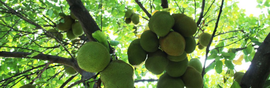 Growing_Jackfruit_In_South_Florida