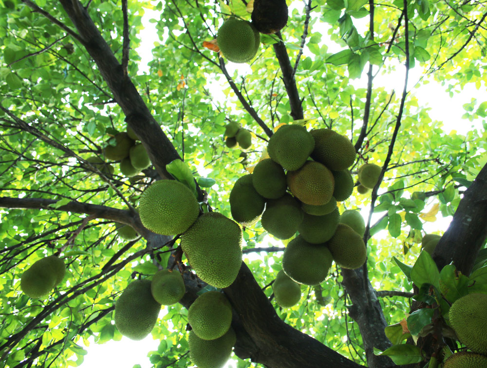 Growing Jackfruit In South Florida