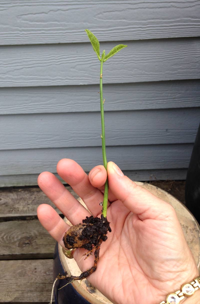 grow jackfruit in north florida - a seedling
