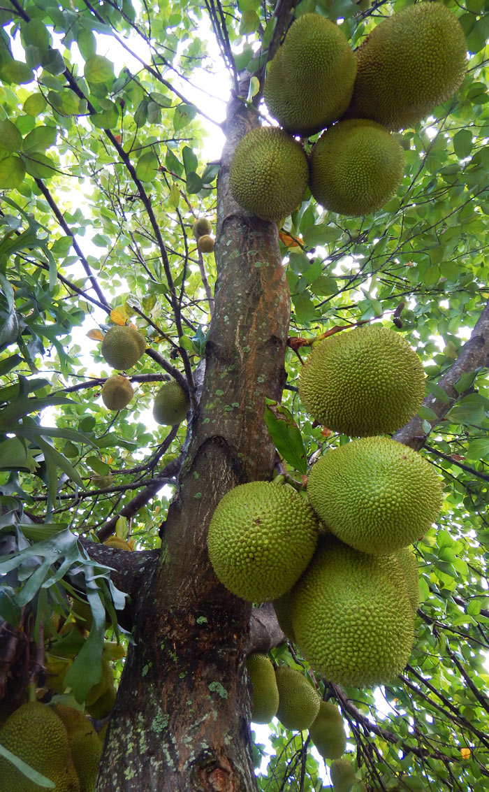 Jackfruit_Tree_South_Florida