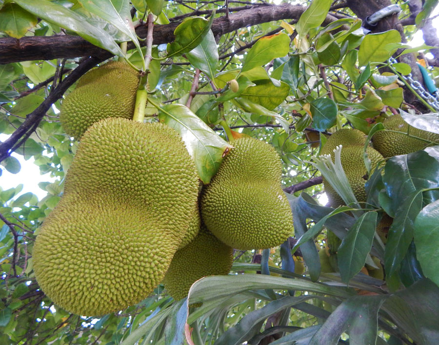 growing jackfruit in north florida?
