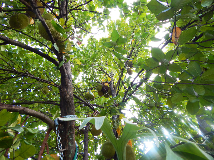 Jackfruit_Tree_South_Florida4