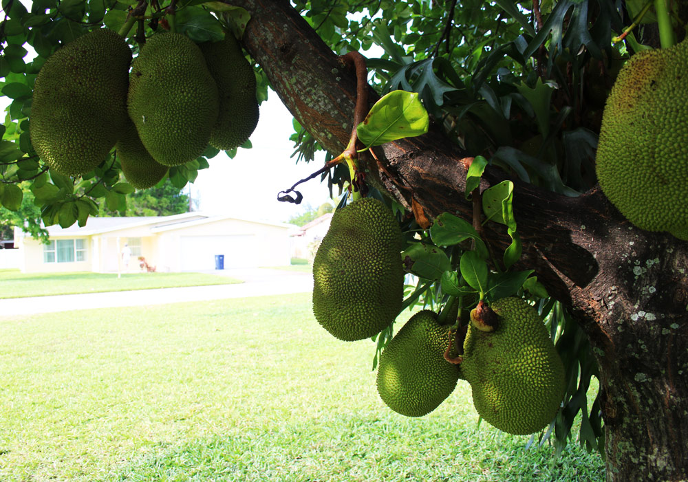 growing jackfruit in south florida