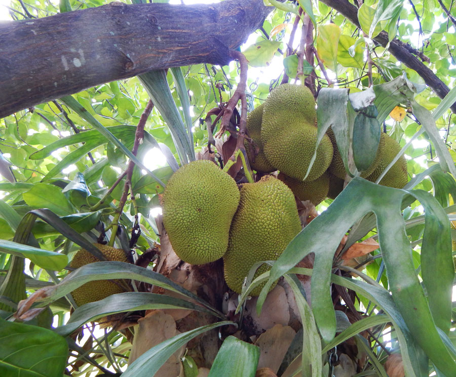 Jackfruit_Tree_South_Florida_Staghorn_Ferns