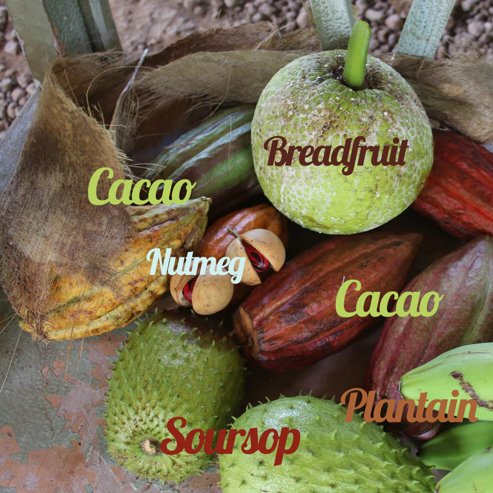 Tropical_Fruits_Labeled_yep