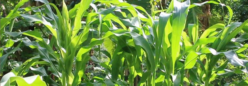 Corn_2016