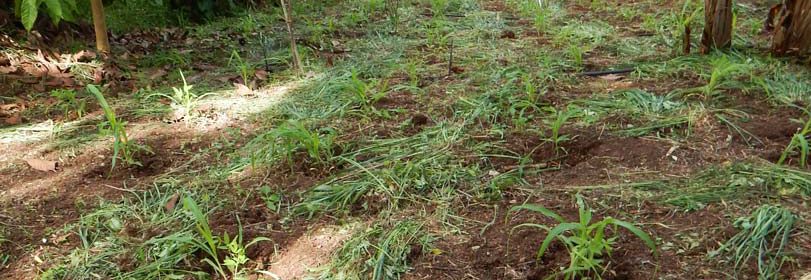 Intercropped_Corn_And_Pigeon_Peas_2