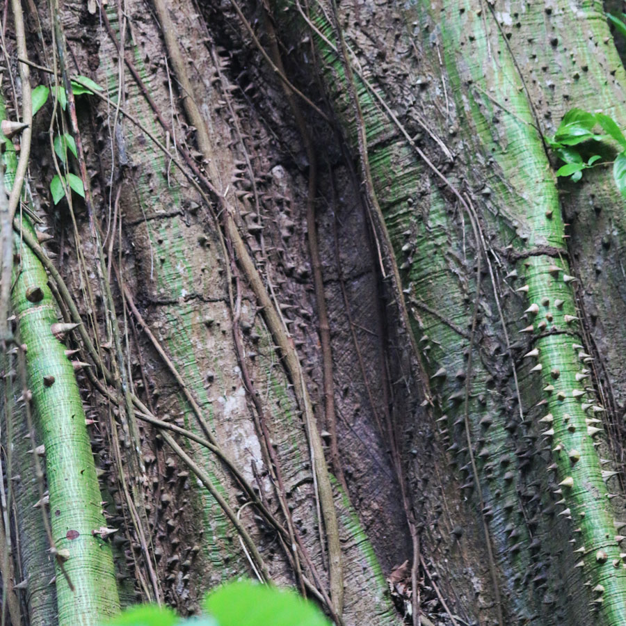 Kapok Tree Bark