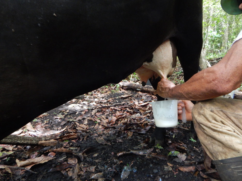 Milking a cow in the bush