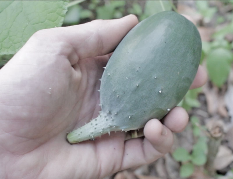 Gardening Failure - distorted cucumber