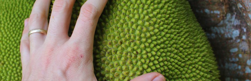 Jackfruit_Almost_Ready
