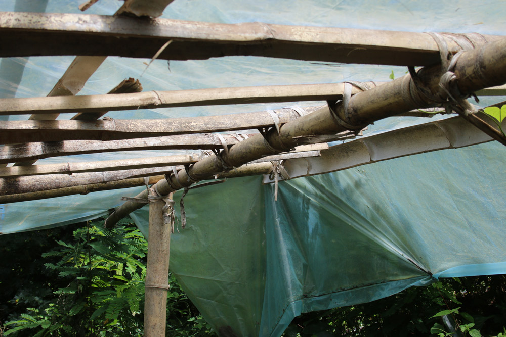 Bamboo greenhouse 2